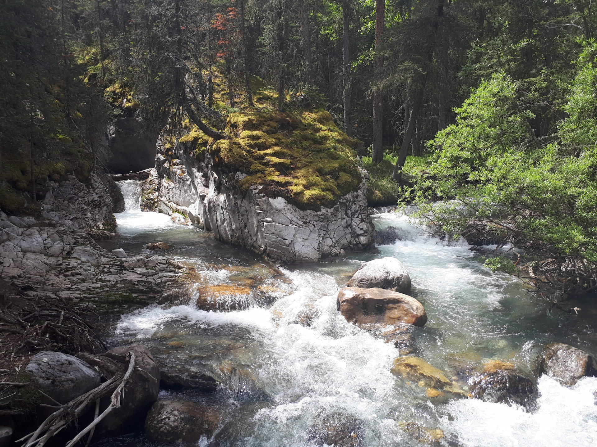 A view of Galatea creek from a point along the easy hike near Calgary. The water is rushing around a stone island in the forest. It's very green.