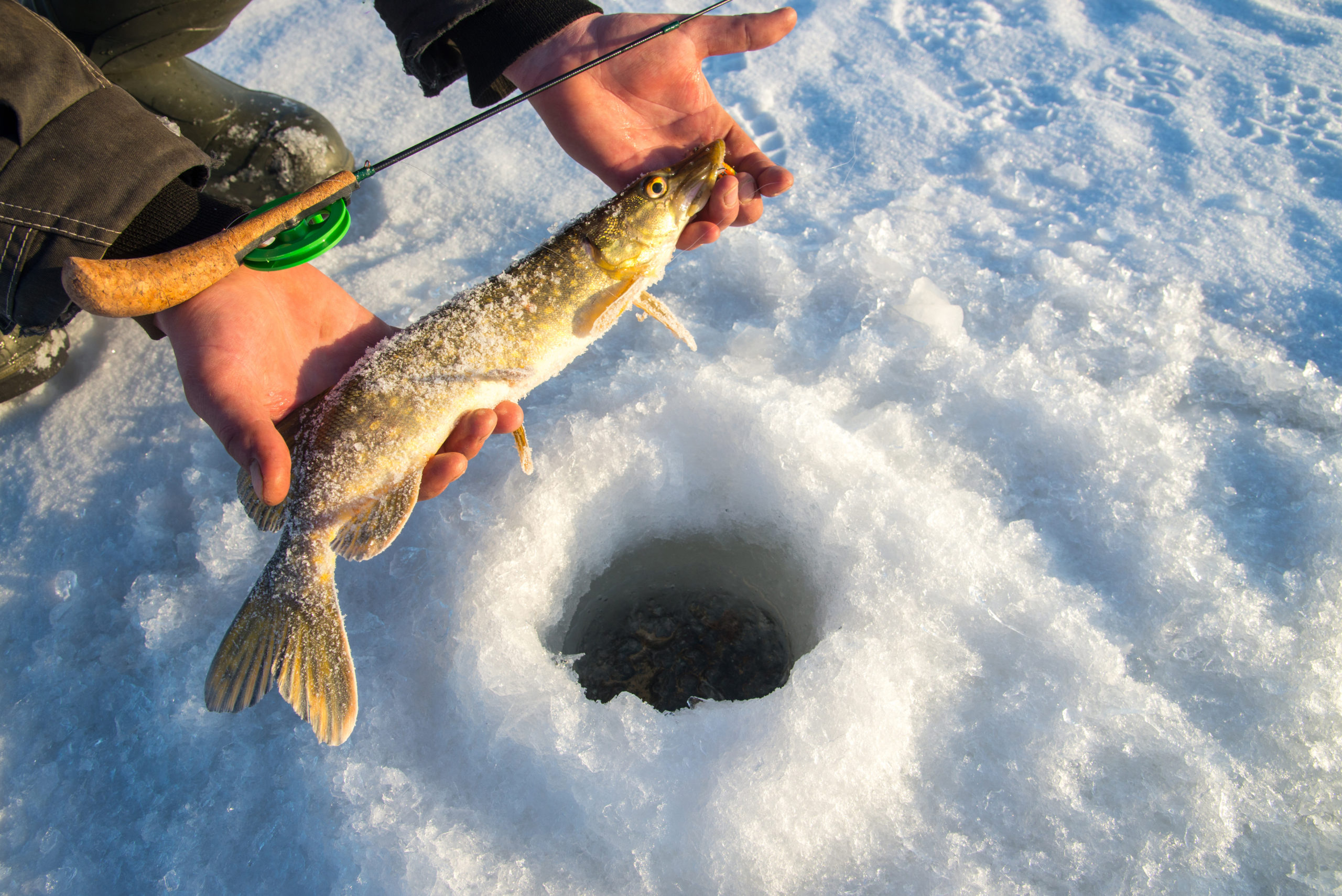 A fish caught during ice fishing.