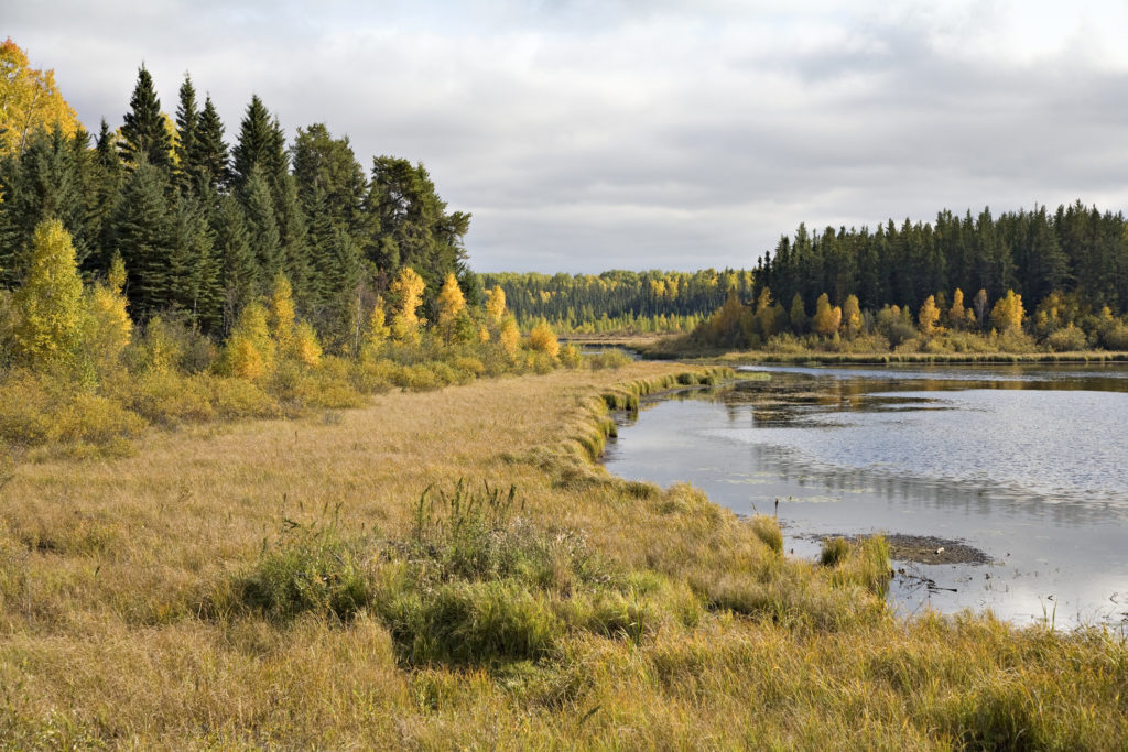 Northern marsh and lake in Saskatchewan in fall.